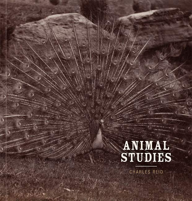 Animal studies
